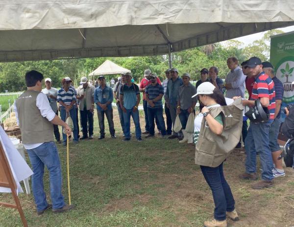 Alternativas para alimentação do gado em período seco foram as inovações apresentadas no Dia de Campo